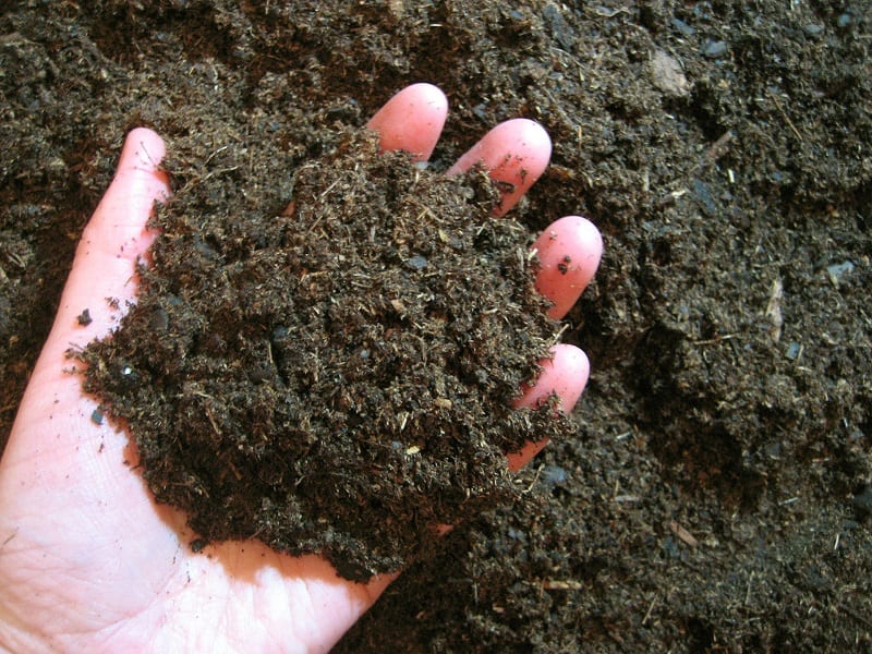Plant your sweet potatoes in warm soil that is rich in organic matter about a month after the last spring frost.