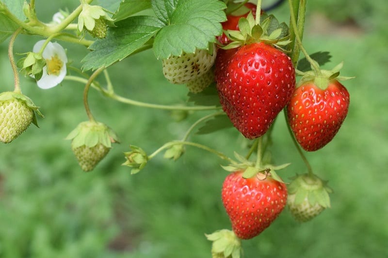 The sturdy strawberry plant flourishes in properly prepared beds or rows. 