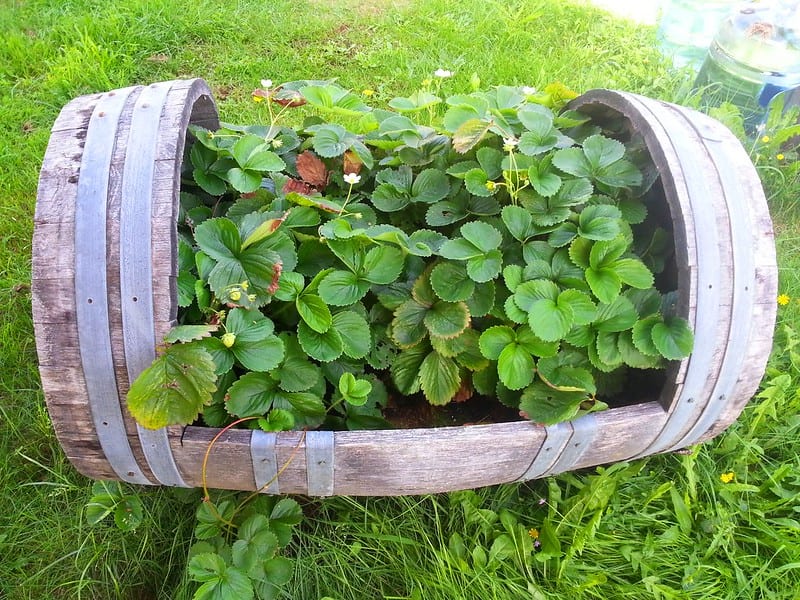 If soils in your area are naturally alkaline, it would be best to grow strawberries in half-barrels or other large containers filled with compost-enriched potting soil.