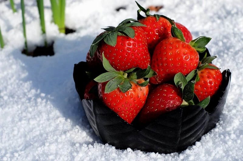 Strawberry plants are naturally cold-hardy. They will survive cold winter temperatures.  