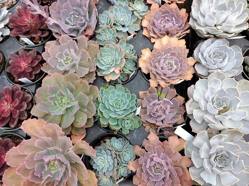 Succulents are easy to grow and they come in a vast variety of colors, shapes, and sizes. 