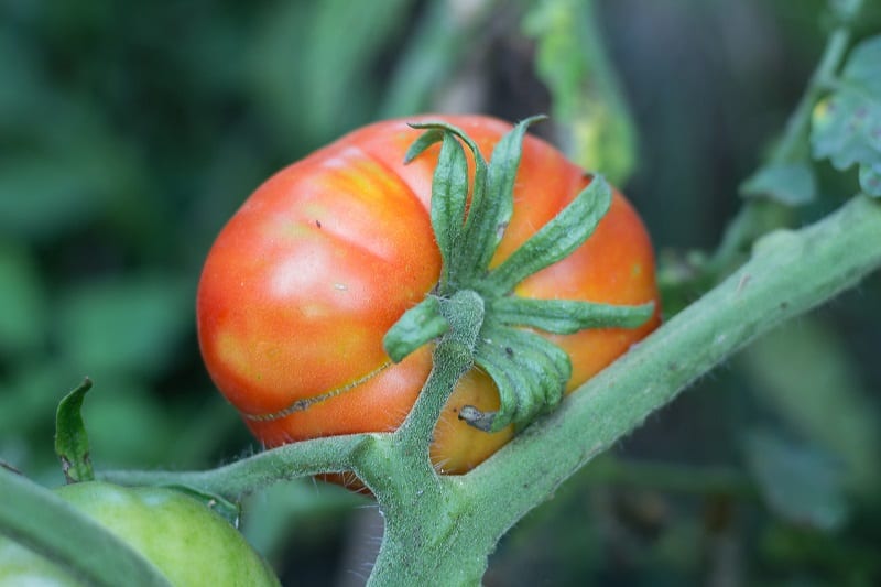 Tomatoes are extremely sensitive to fluctuations in the weather. 