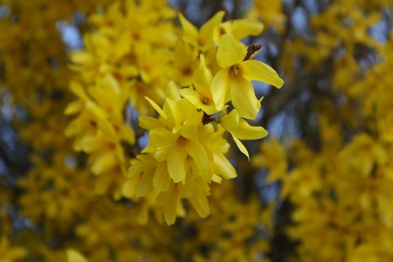 Take spring cuttings from new plant growth as soon as forsythia comes into leaf.