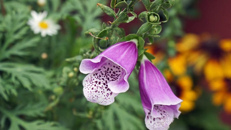 Foxgloves are as toxic as they are beautiful.  