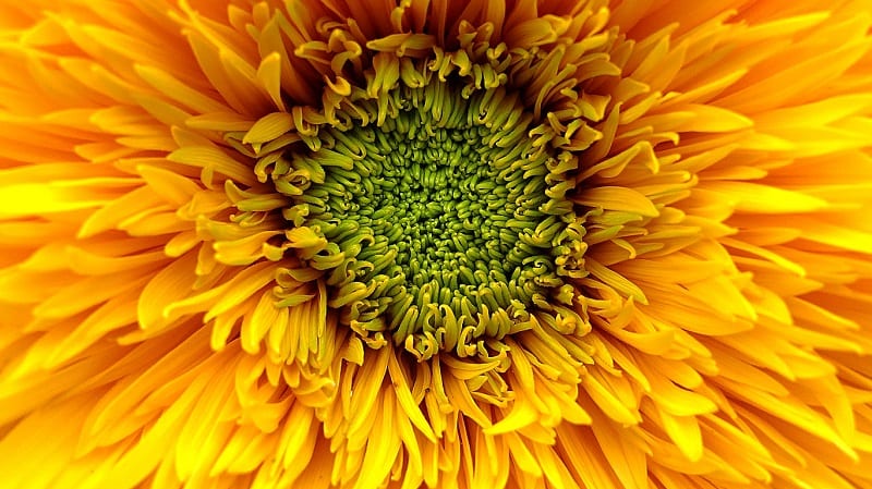 A planter full of bright yellow or orange sunflowers will brighten up any patio. 