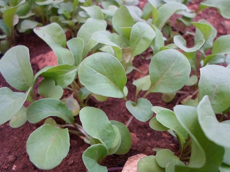 This versatile table favorite has slightly peppery flavor that makes it delicious in a salad.