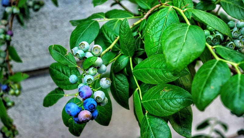 Landscapers use some blueberry varieties as an ornamental ground crop.