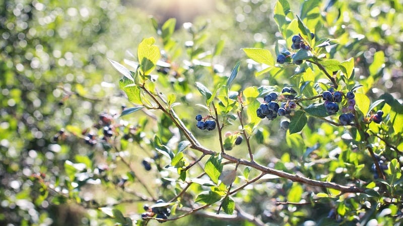Select a sunny, sheltered spot for your blueberry seedlings. 