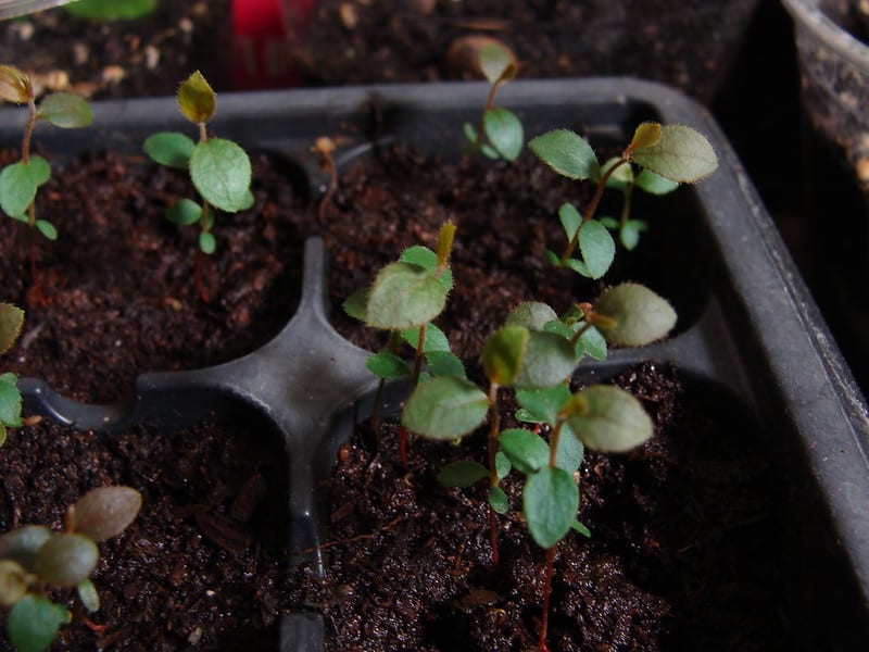Start thinning the blueberry seedlings to two per pot once they grow to a height of about 2 inches.