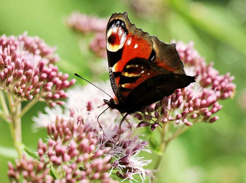 Growing a range of nectar-rich plants will bring local butterflies to your garden. 