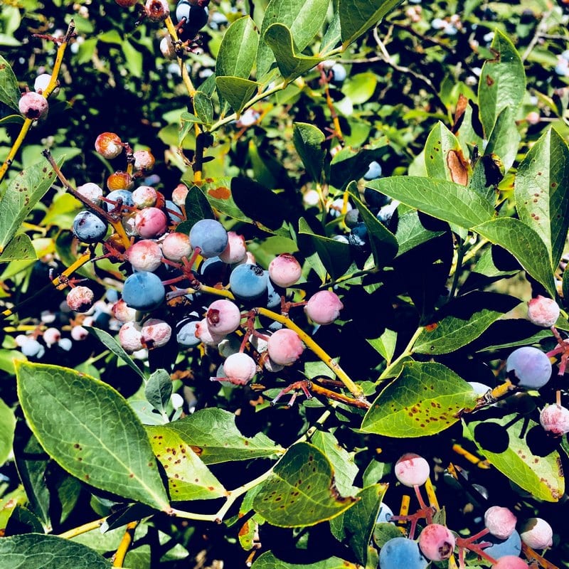 Blueberries grow well in a wide range of climates.