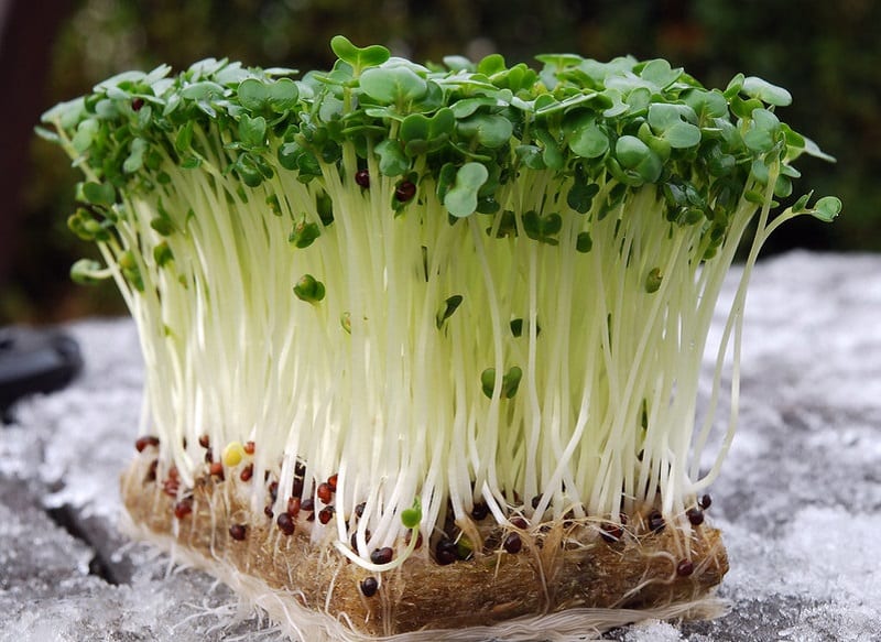 Sow cress seeds directly outdoors and you can harvest in as little as two to three weeks.