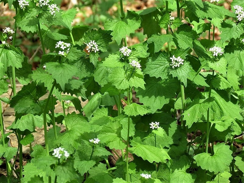 Garlic mustard tastes like its cousin, the mustard green, but with a hint of garlic – hence the name. 