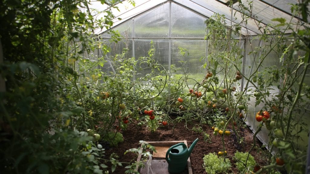 Greenhouses: Which type fits your gardening needs?