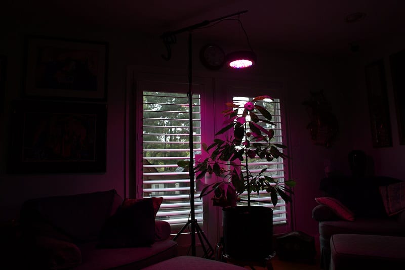 More and more gardening enthusiasts are raising plants indoors under grow lights.