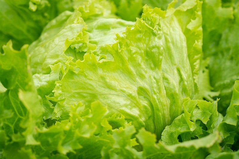 Lettuce tolerates the dryness of sandy soils better than any other leafy green vegetable.