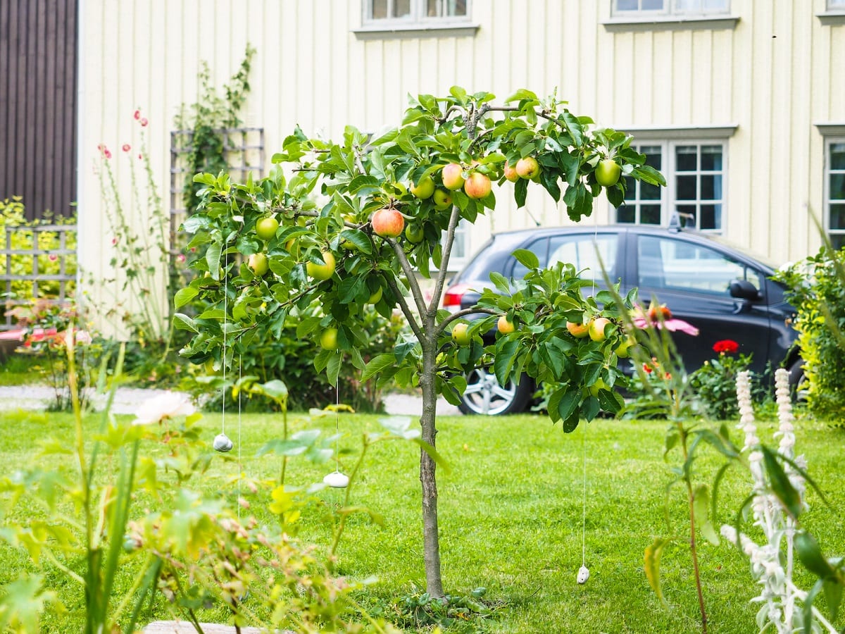 How to Start a Mini Fruit Orchard