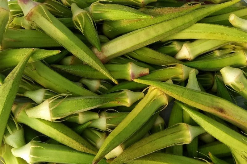 Okra is a popular food crop in Africa, the Middle East, Greece, Turkey, India, the Caribbean, South America, and the Southern US.