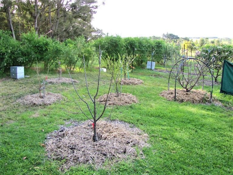 How to Start a Mini Fruit Orchard - The garden!