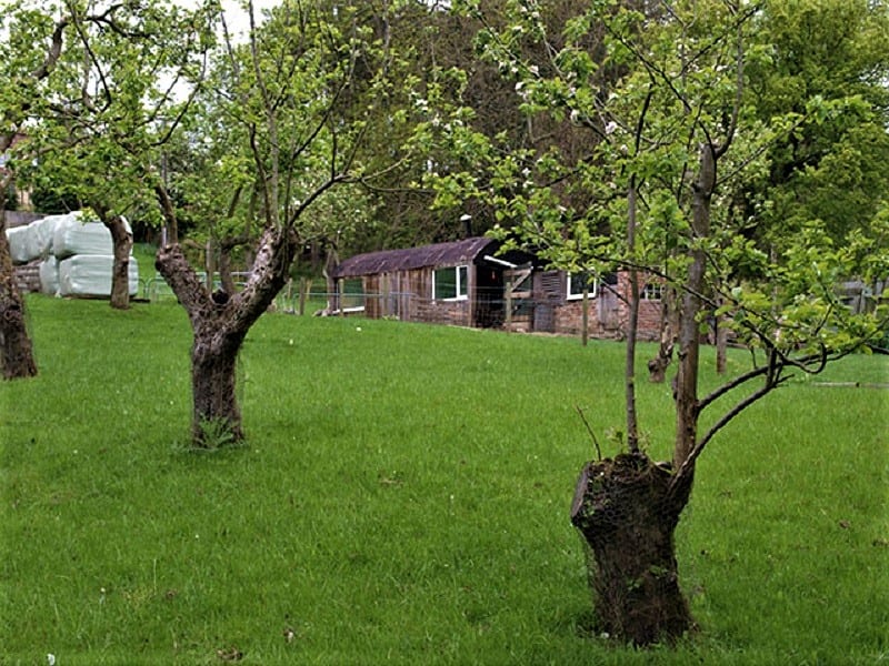 Experienced backyard orchard growers recommend a site that is close to the kitchen. 