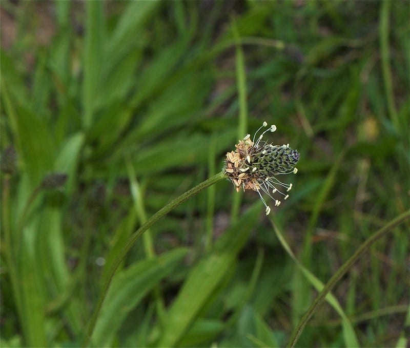 Plantain is one of the most nutritious “nuisance” wild plants you can find in your garden and yard. 