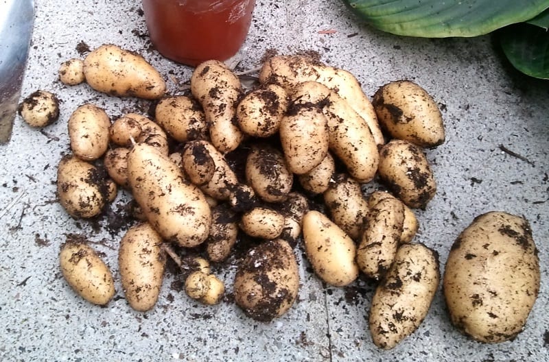 The tubers will usually be ready for harvest once the leaves of plants turn yellow.