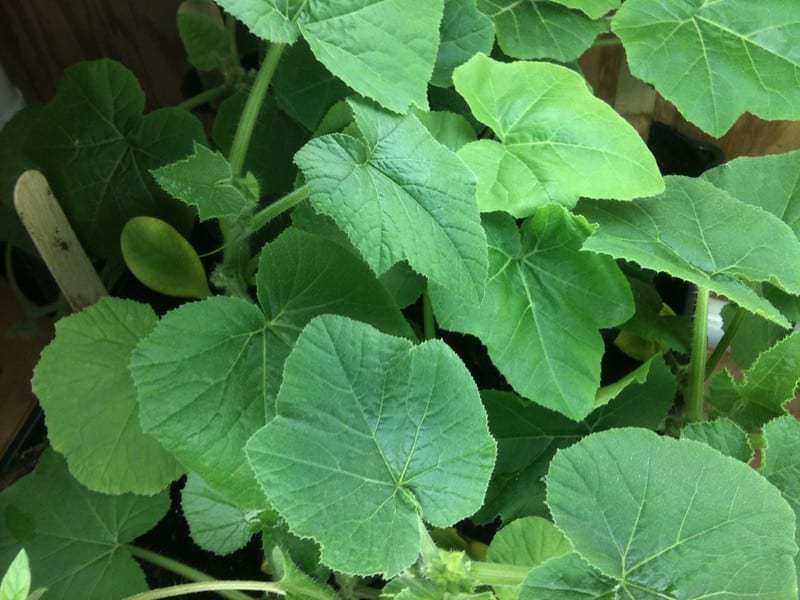 Commercial vegetables raised under grow lights are fresh, raised without pesticides, and consumed locally within a day or two of harvest.