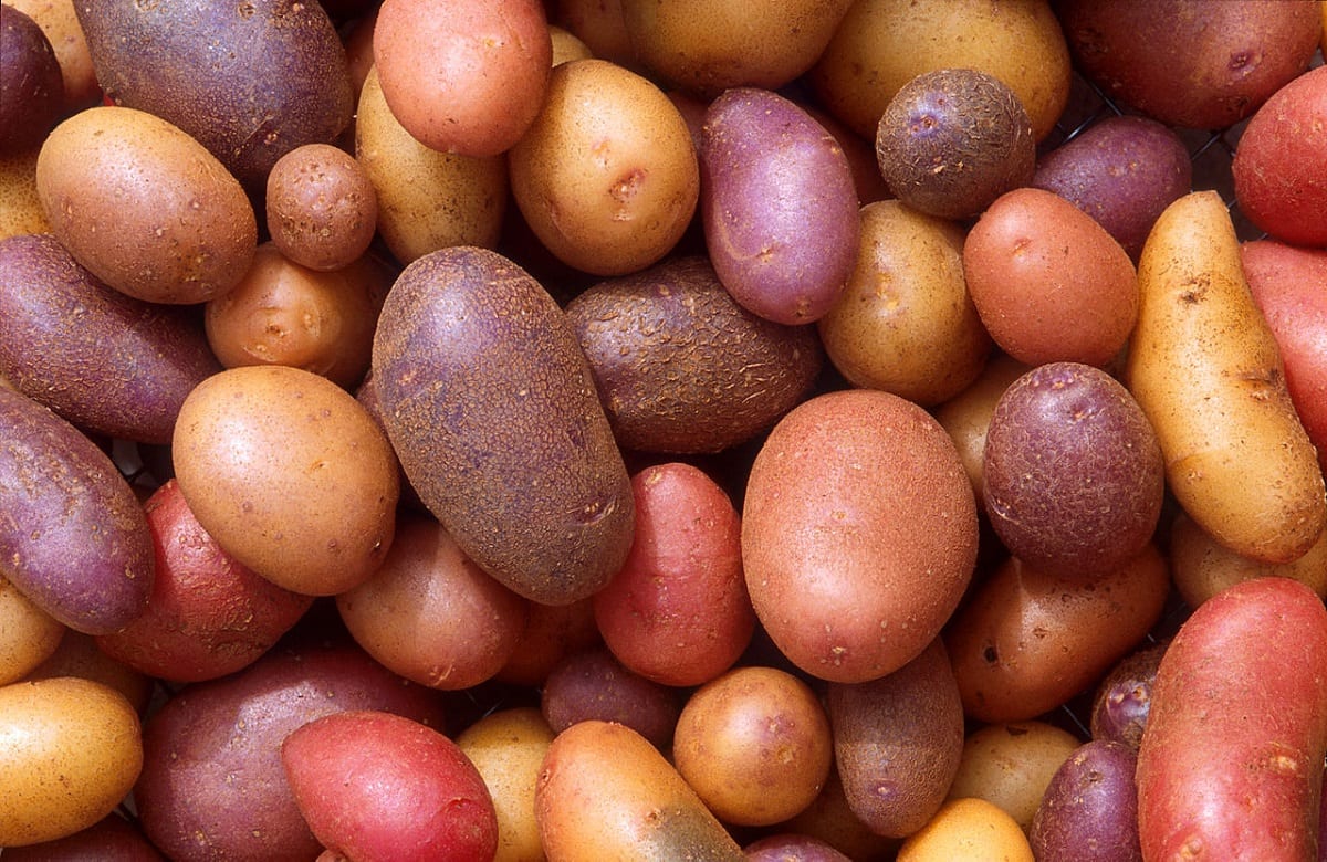 Best Way to Grow Potatoes Indoors in 8 Practical Steps