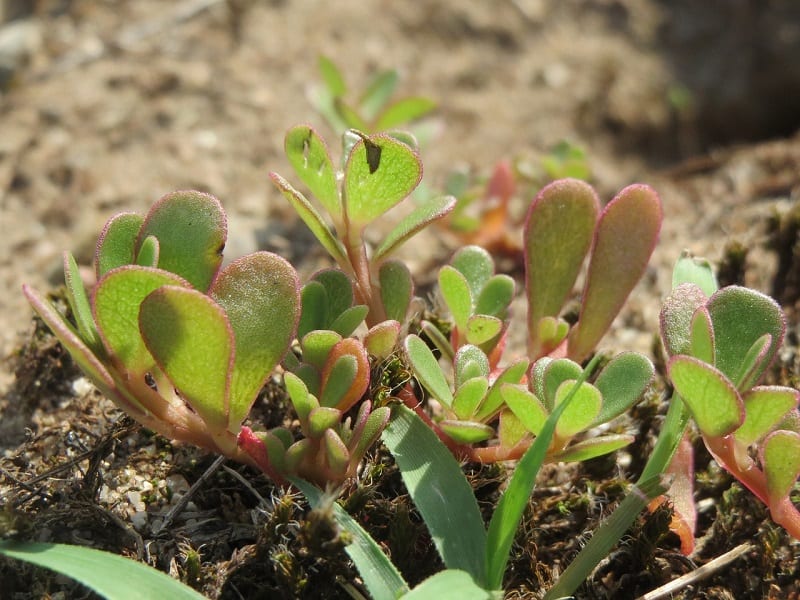 If you are a vegetarian and have pledged to avoid all forms of animal products, then purslane would be an excellent alternative to fish. 