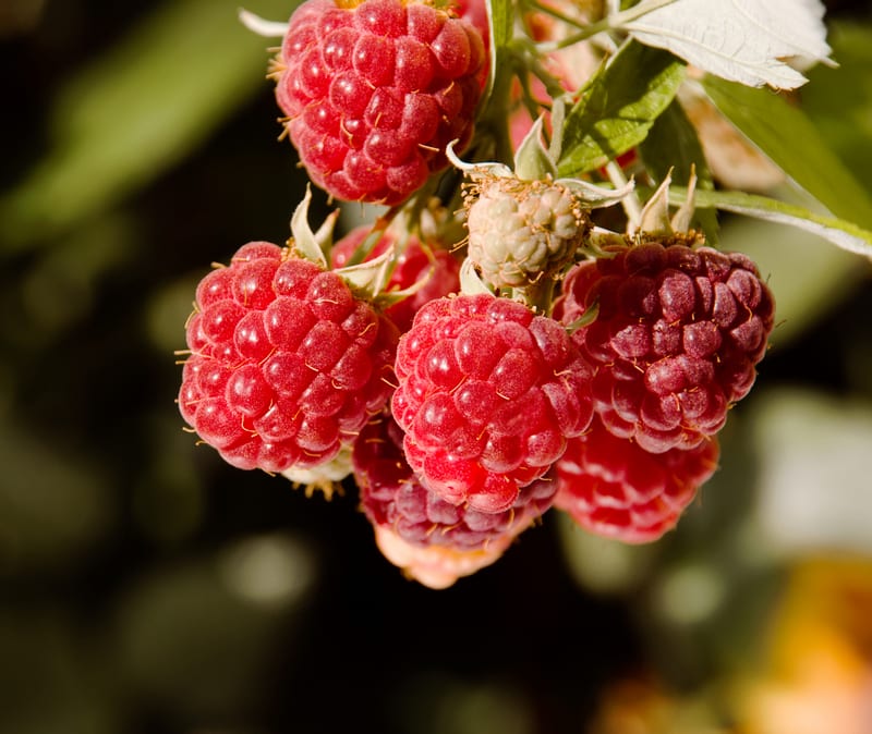 Like all berries, Rasberries are very nutritious.