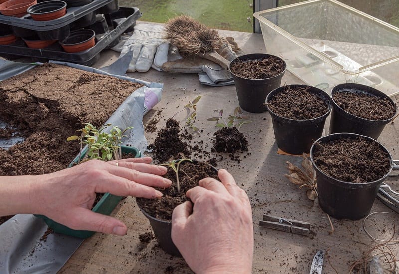 When the seedlings are an inch or two high it is time to transplant them to individual containers.