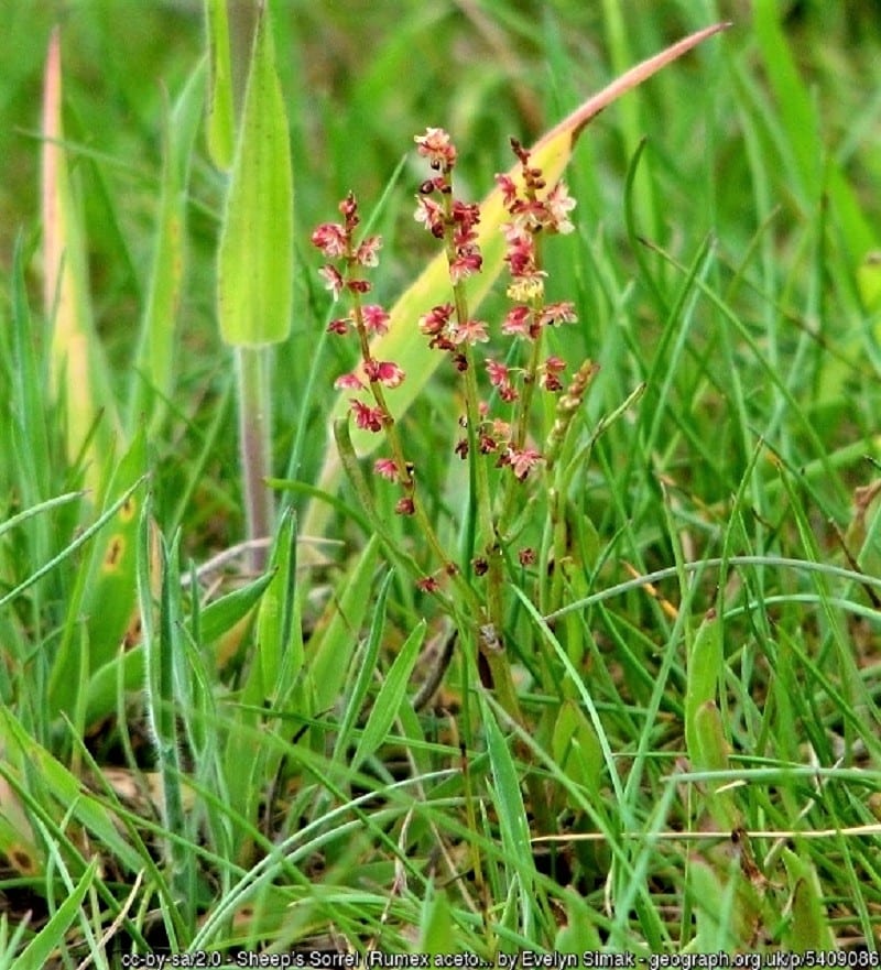 There is a bitter edge to its taste – but when finely chopped, sheep sorrel makes for a delicious salad ingredient.