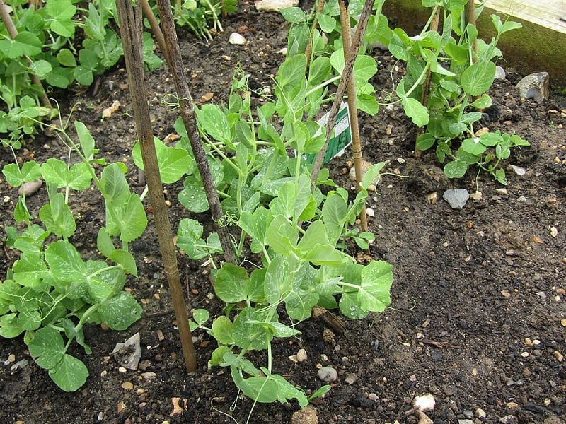 Snow peas are a low-maintenance crop. 