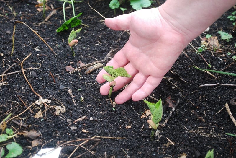 To increase populations of earthworms and beetle larvae, don’t dig your garden soil unless necessary. 