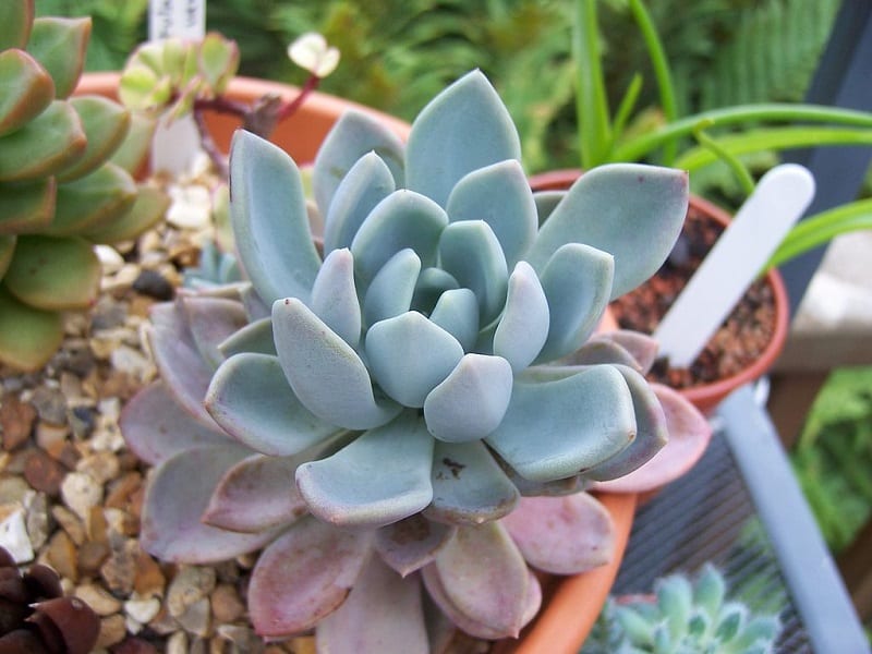 Knowing when water your succulents is key to their survival.