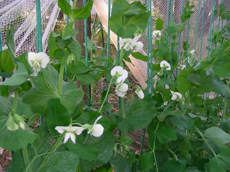 Pea moth caterpillars, slugs, and cucumber beetles like to feed on the leaves and pods of flowering pea plants. 