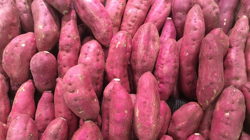 While many associate sweet potatoes with warmer regions, they will grow in just about any garden