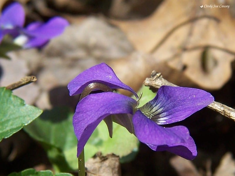 The leaves of the weedy wild violet are edible, and its pretty flowers are quite tasty, too. 