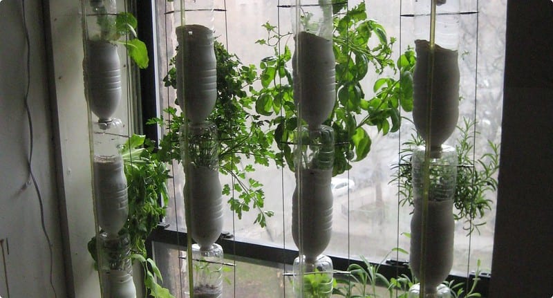 The window farm is excellent for the small-scale production of herbs and leafy greens. 