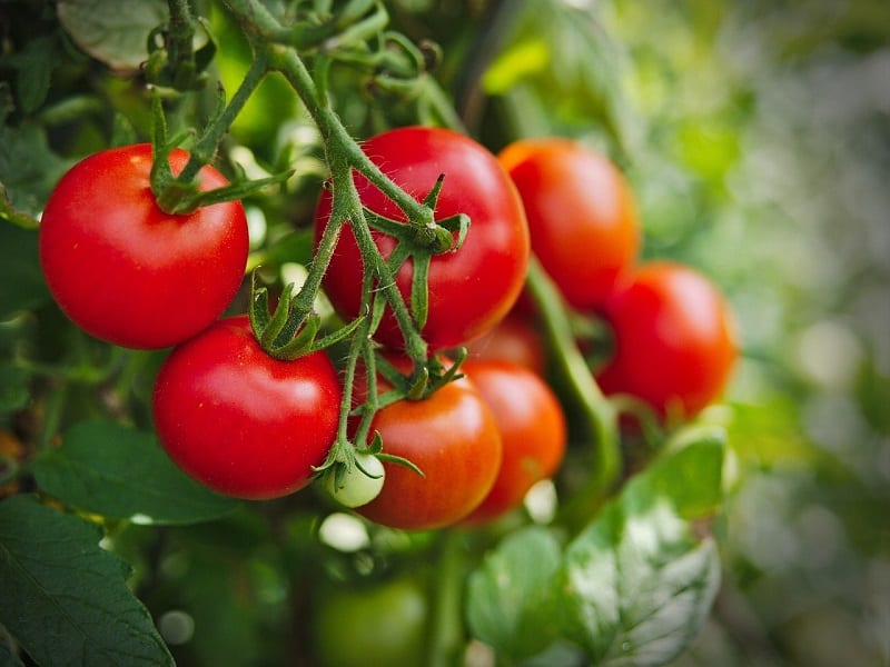 Tomatoes tend to root deeply, a tendency well-suited to sandy soil.