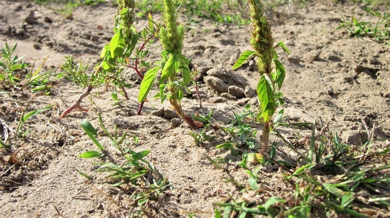 Amaranth seeds will usually sprout within seven to 14 days of sowing.