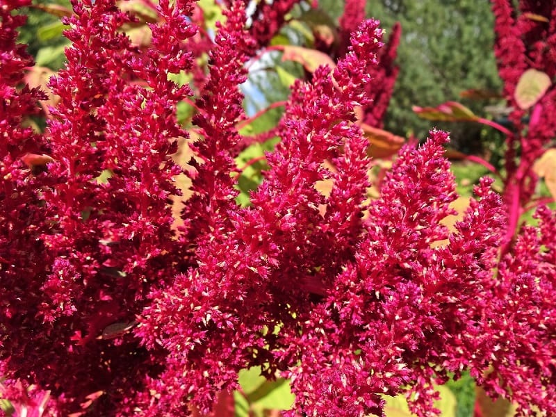 Amaranth was a staple in the kitchen gardens of the Aztecs.