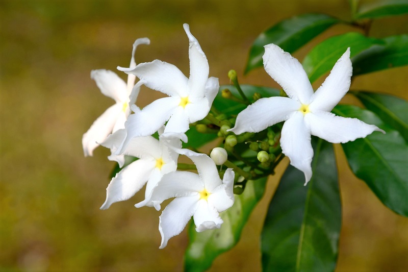 The exotic Arabian jasmine is a native of Southeast Asia. 