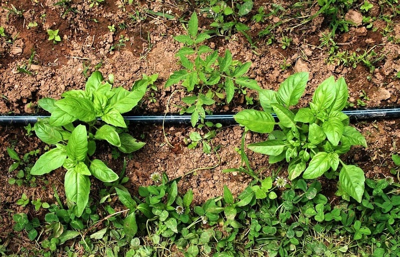 If you pick regularly, twelve basil plants can produce 4 to 6 cups of leaves each week.