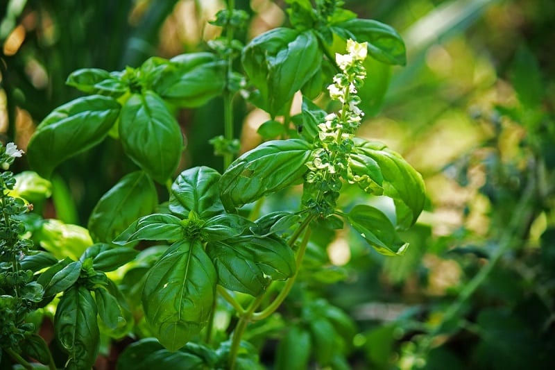 People have treasured and enjoyed the unique taste of basil leaves for thousands of years.