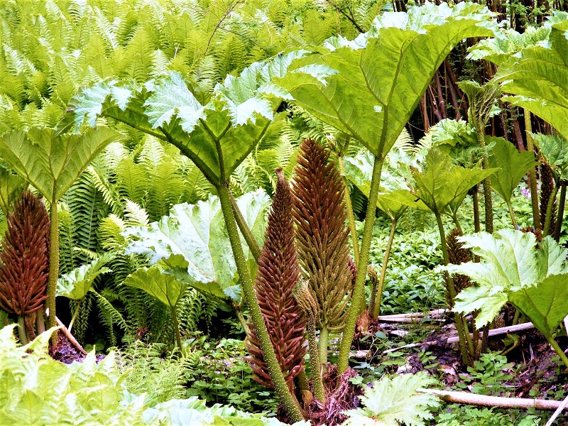 Selecting plants for a bog garden presents a novel array of opportunities. 