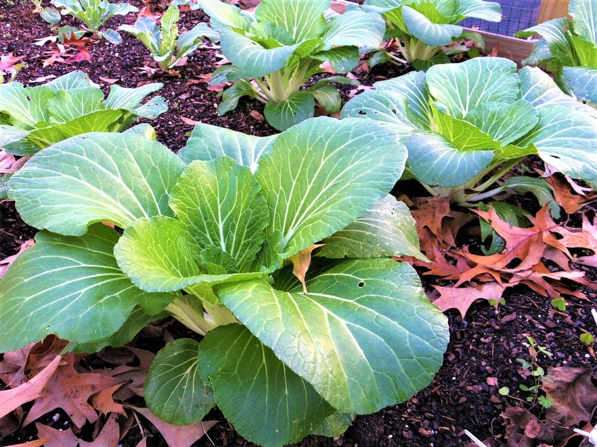 How to Grow Bok Choy from Seed in Your Backyard