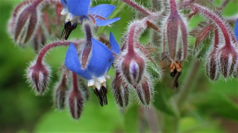 You can use a wide variety of legumes, grasses, and herbs as cover crops, but for sheer versatility, borage is probably among the best. 