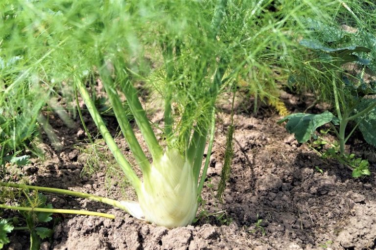 How To Grow Bulb Fennel - The Garden!