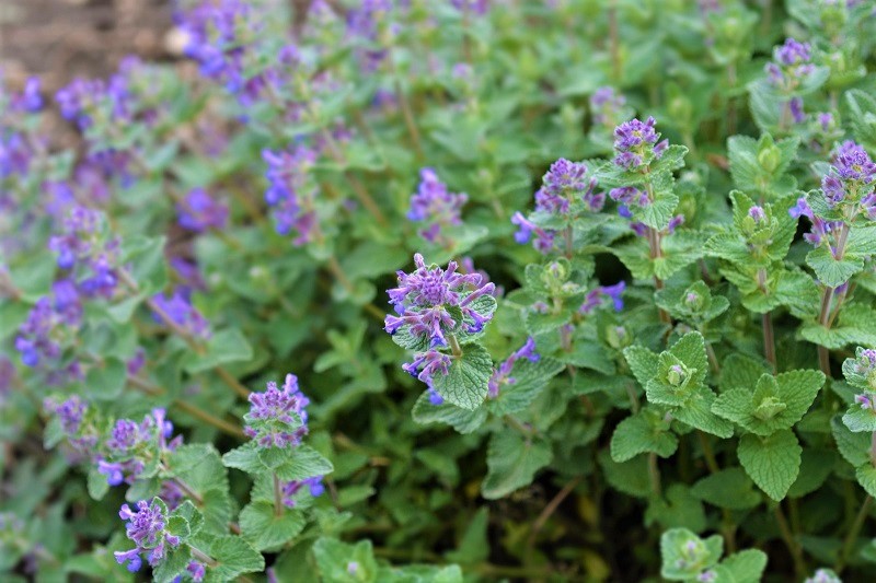 Experienced gardeners know catmint for its easy-going nature. 